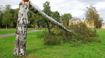 Fallen broken tree